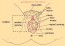 Vulva