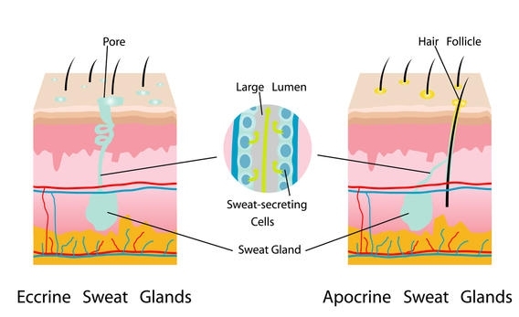 Apocrine Glands Sweating And Odor Deodorant Handmade